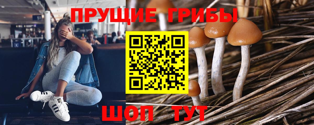 Псилоцибиновые грибы Psilocybine cubensis Семилуки